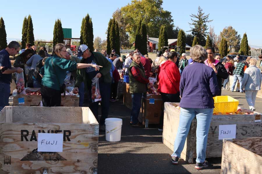 Volunteers and community members sorting and bagging Fuji apples from wooden crates at an outdoor apple distribution event