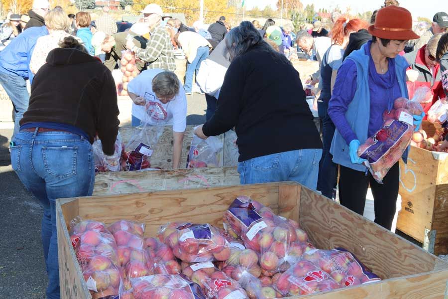 Volunteers filling plastic bags with apples from a large wooden bin at the Sharing the Harvest event