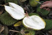 Durian split open on the ground, showing the pale flesh inside its spiked husk.