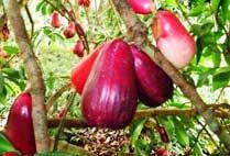 Cluster of glossy red Malay water apples hanging from a branch.