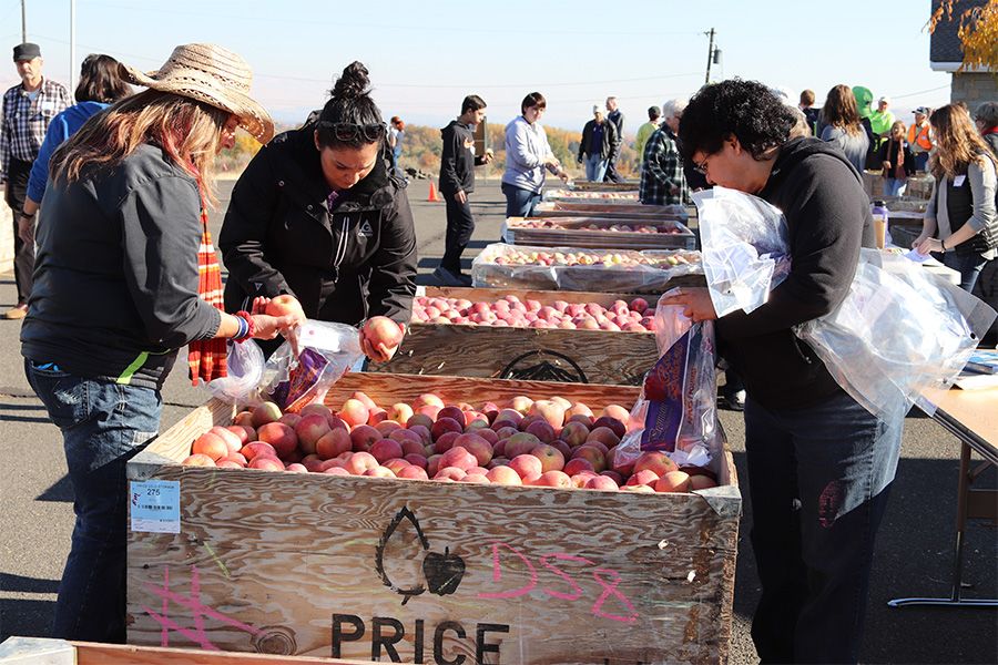 People filling bags of fresh picked apples from a bin