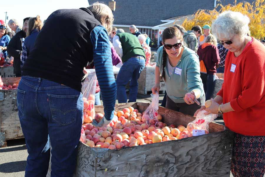 Volunteers bagging fresh apples into plastic bags from a wooden bin at the Sharing the Harvest apple giveaway
