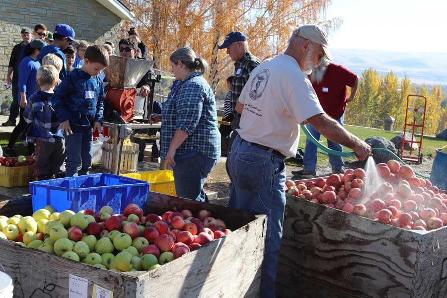 Volunteer hosing down freshly picked apples in wooden bins before pressing them into cider