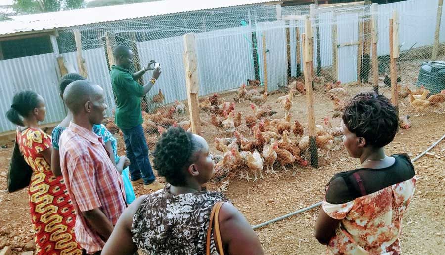 Visitors watching a flock of hens through the wire of a large chicken run while a man photographs them.