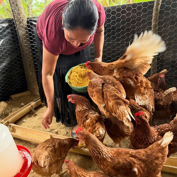 Woman tipping a bowl of yellow feed into a fenced pen as a dozen hens crowd around her.