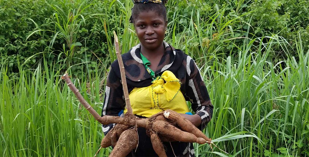 Woman standing in tall grass holding up a cluster of freshly dug cassava tubers still attached to their stems.